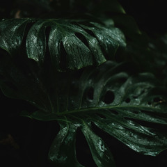 Rainy Groove