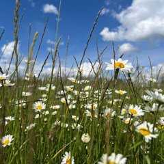 Mini Hammes - Durchs hohe Gras | Through the tall Grass