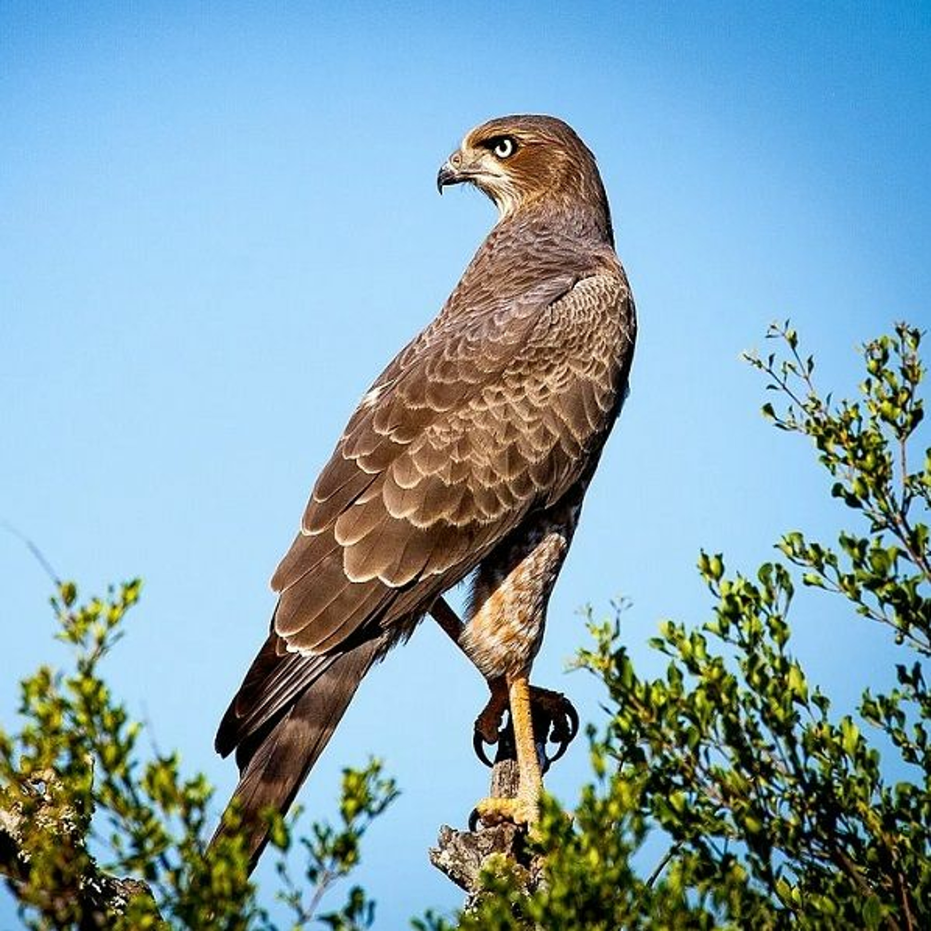 Raptors!