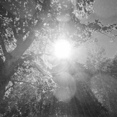 Tomorrow's Sorrow