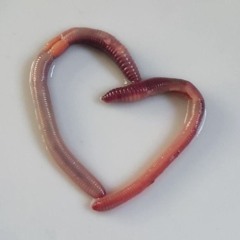 worms in my brain