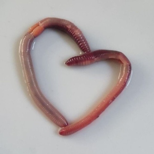 worms in my brain