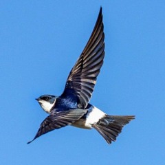 il.shisho - Fraseo  (Beat Denny Laflare)