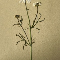 in bloom