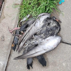 analdeath