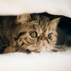 bouquet(cadeau d'anniversaire)