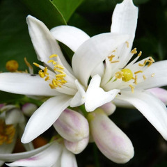 My passion is citrus fruit trees - 'OMG they smell so gorgeous' says Sandra