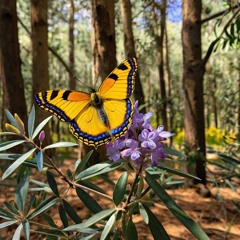 Flight of the Butterfly - BIG NASDAQ - 20240528 - listen to the tunes the market maker makes