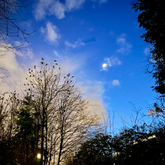 Vancouver Crow Roost - April 1 2025 (binaural)