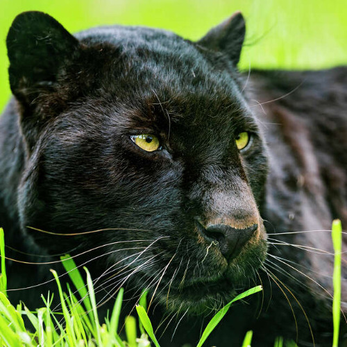 Could Be Worst 2 Track 4