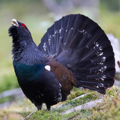 Western Capercaillie Lek - Öjesjöbrännan Ekopark, Västerfärnebo, Sweden