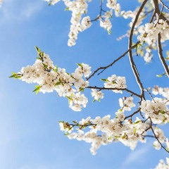 sweet spring is your time by e.e. cummings