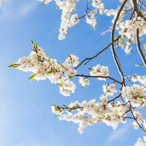 sweet spring is your time by e.e. cummings