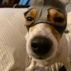 jack russel