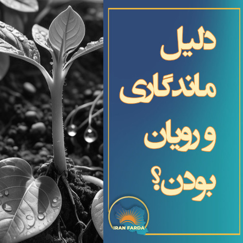 دلیل ماندگاری و رویان بودن؟