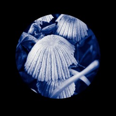 Bien Fungi x Mistikvibe (Melodic Techno)