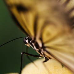 Precious Things (Cover)