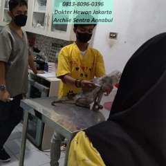 0813-8096-0396 Dokter Hewan Kebon Jeruk Jakarta Barat