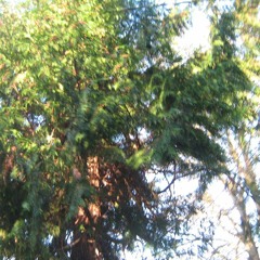 tree w/heylog