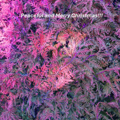 Peaceful and Merry Christmas!!!