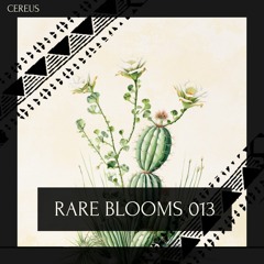 Cereus - Rare Blooms 013
