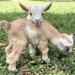 clairo - terrapin sample flip