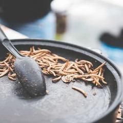 Want to know about Insect protein?