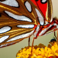You Gave me Butterflies