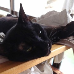 cat list