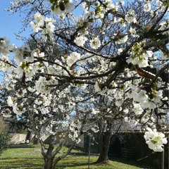 Le cerisier de ma grand-mère