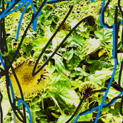 The Neglected Field