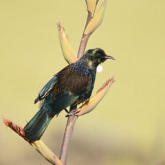 210102_040 nosaba tui more