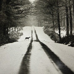 LE CHANT DU CYGNE (p.prymus)