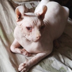 Ikary—【MILGRAM】Mu — It's Not My Fault RUS cover