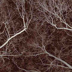 Arbor Ventus - Spruce (excerpt)