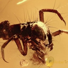 Trichoptera 148.5bpm