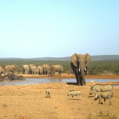 Movement 3 The Blind Men And The Elephant