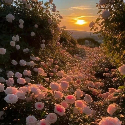 TO LOVE’S END x ILLUSIONARY DAYTIME x CALL OF SILENCE - VIETZ REMIX