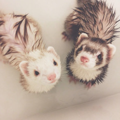 Bimbo doll - Kasnovitch remix