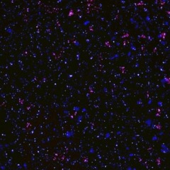 Lil Peep & Смешарики - От Винта! (remix oakvale).mp3
