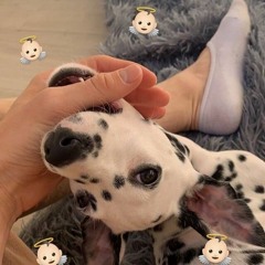 Rapidsongs - Sx talk x wap