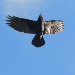 2024-12-19 17_13 Rooks and Jackdaws
