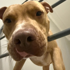 AQUECIMENTO GOSTOSINHO (DJ WG DO SS)