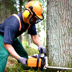 Tree Trimmer - 580 NikNak