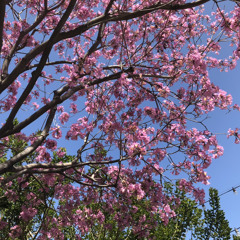 spring blossoms
