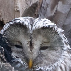 A potpourri of Ural Owl calls