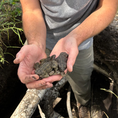 NISSAN ALTIMA (smile&wave flip)
