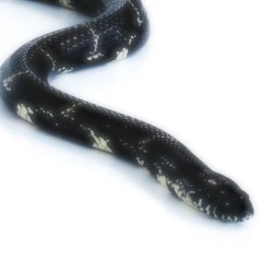 Ankh - Narcizas (Dir. By Extenety)