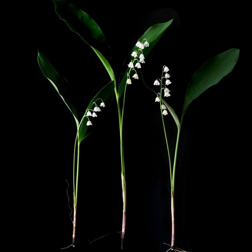 Impression Of A Lily Of The Valley Extract 谷間のゆりの印象 By Yujfinng