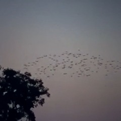 belmont girl - red tarn